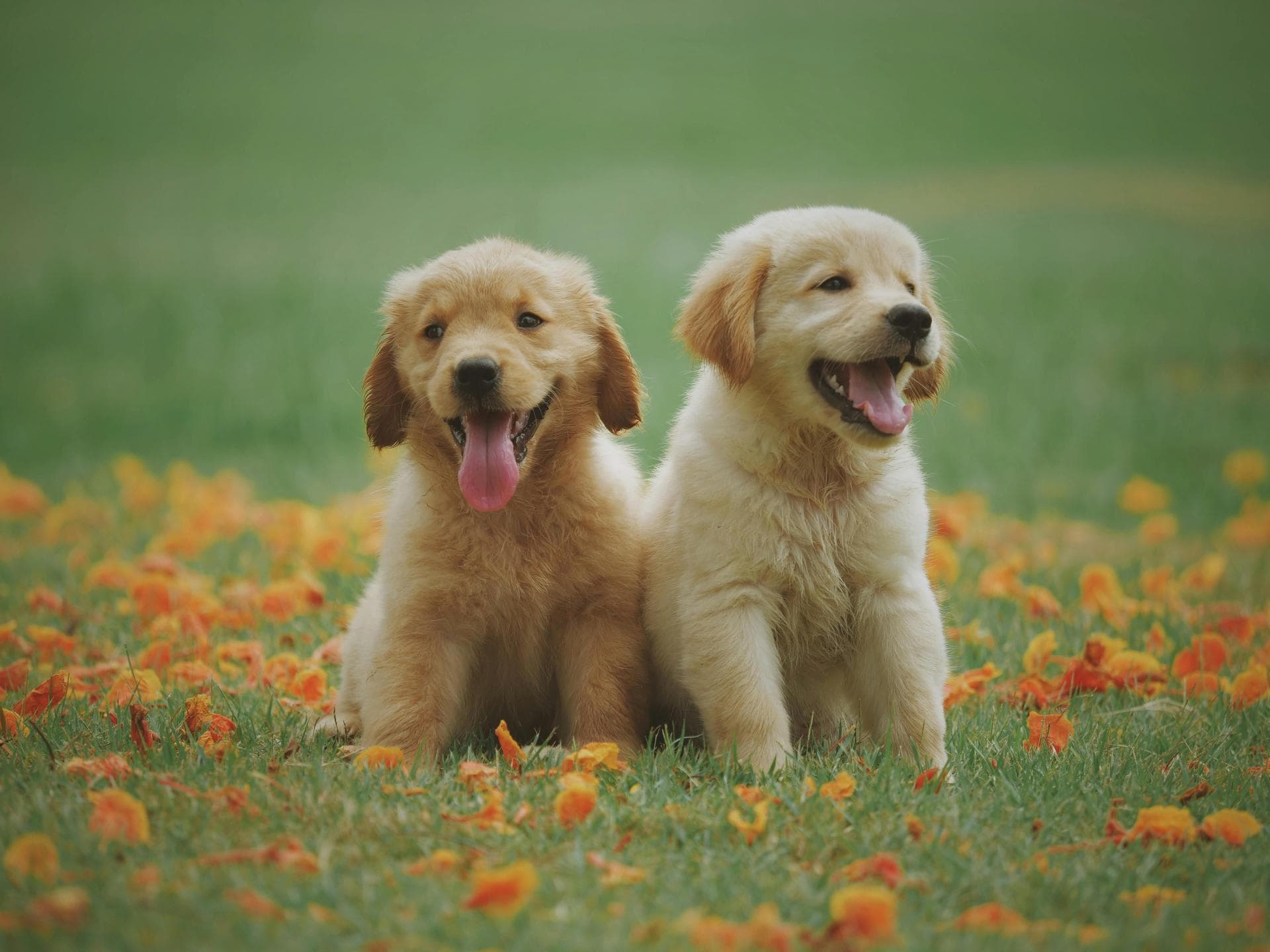 Emergency vets in Stockport