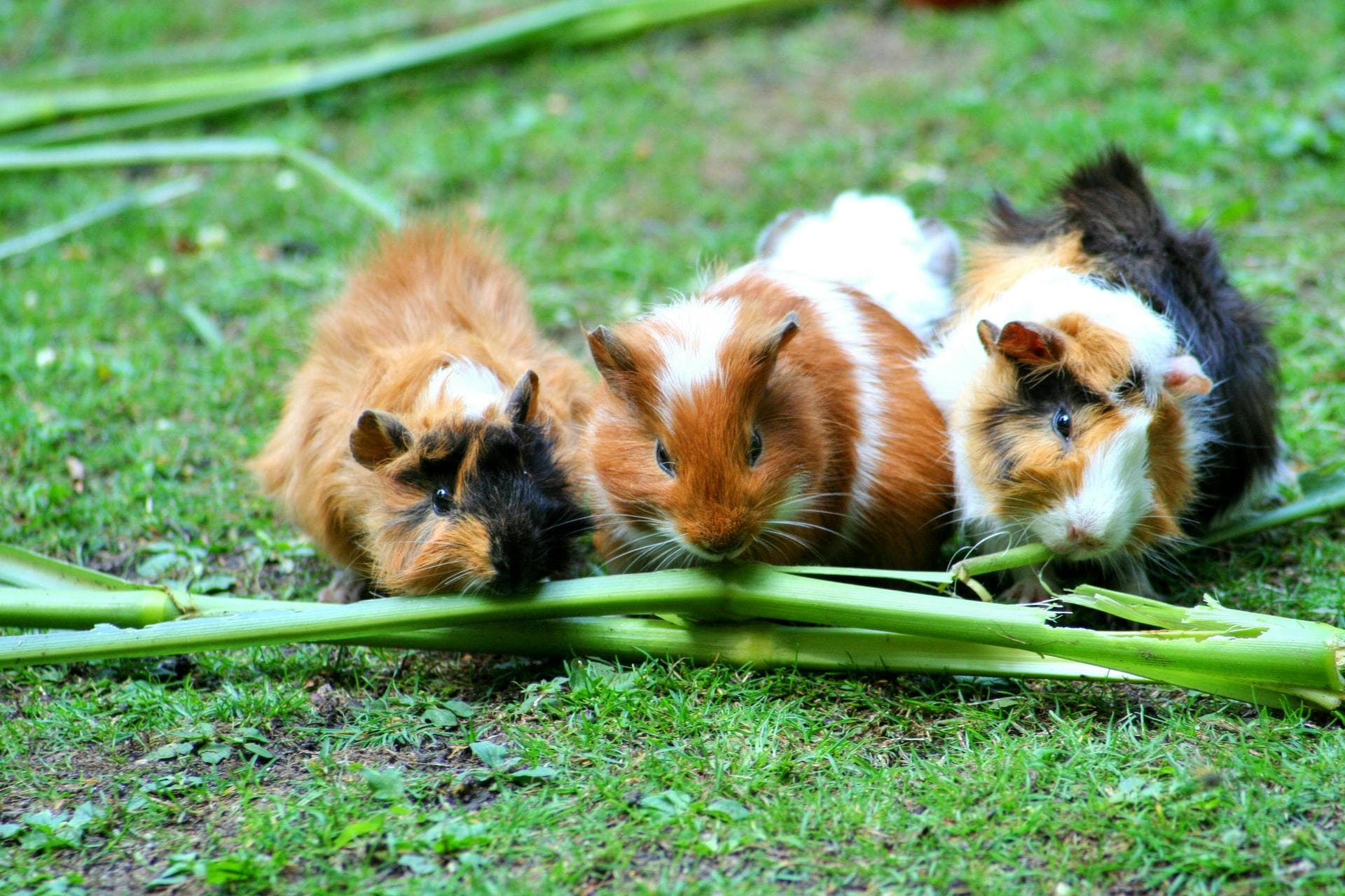 Rabbit Vaccinations Vhd Myxo Prices in Stockport