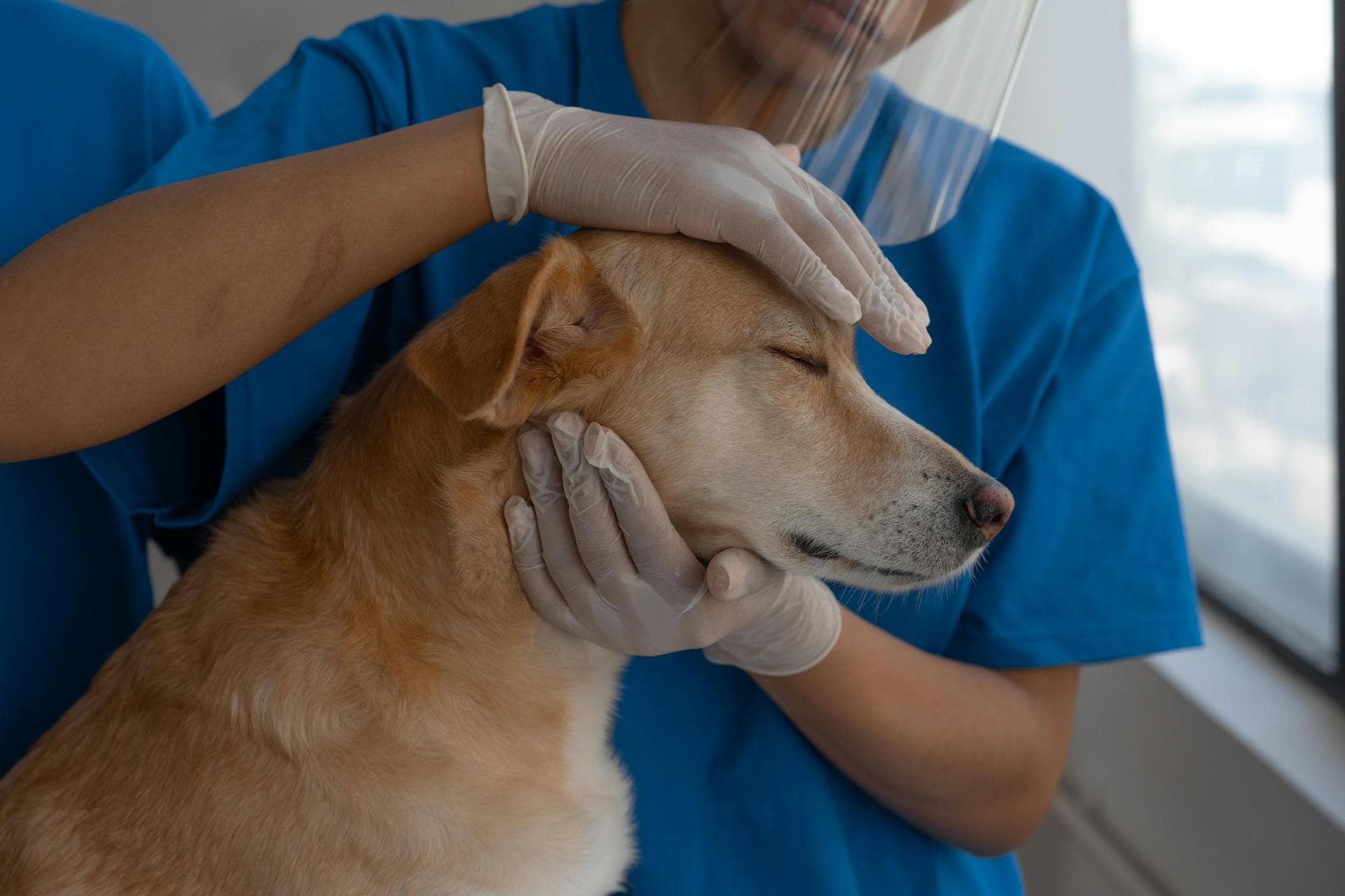 Cat Spay Castrate Neutering Prices in Stockport