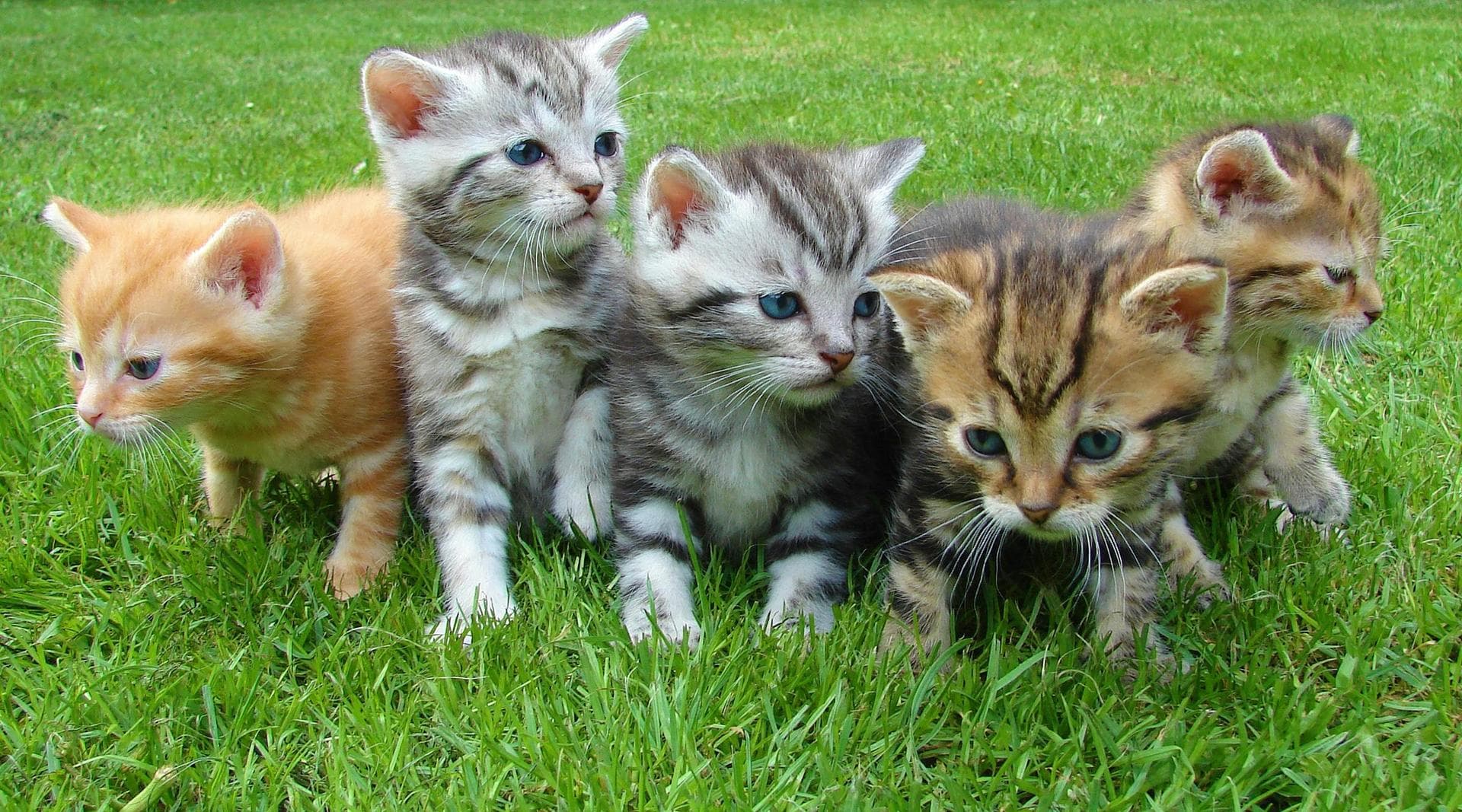 Farm & Large-Animal Vets near Stockport