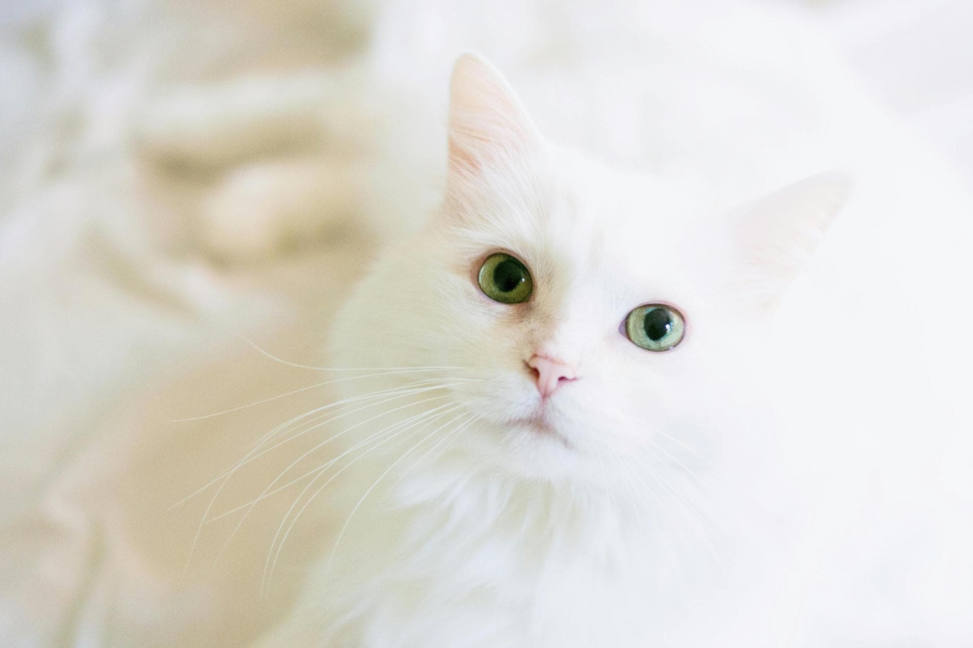 Vet Consultation Prices in Stockport